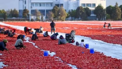 Antalya’nın kurutulmuş domatesi 91 ülkeye ulaştı