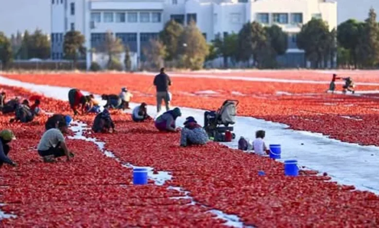 Antalya’nın kurutulmuş domatesi 91 ülkeye ulaştı