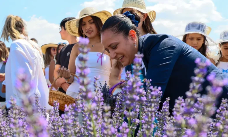 Burdur’da lavanta günleri renkli görüntülerle tamamlandı