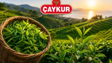 ÇAYKUR'dan üreticilere hasat uyarısı: Benzinli motor kullanmayın