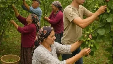 Giresun'da fındık toplayacak ve taşıyacakların ücretleri belli oldu
