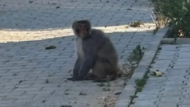 Hatay'da maymun paniği