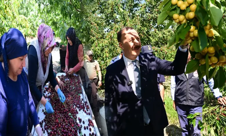 Isparta kirazında bolluk yılı yaşanıyor