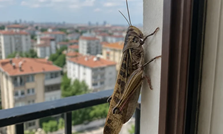 İstanbul'da dev çekirgeler görüntülendi