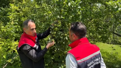 Kars Tarım İl Müdürü Enver Aydın, Sarıkamış'ta meyve bahçelerinde incelemelerde bulundu