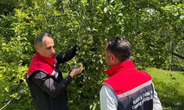 Kars Tarım İl Müdürü Enver Aydın, Sarıkamış'ta meyve bahçelerinde incelemelerde bulundu