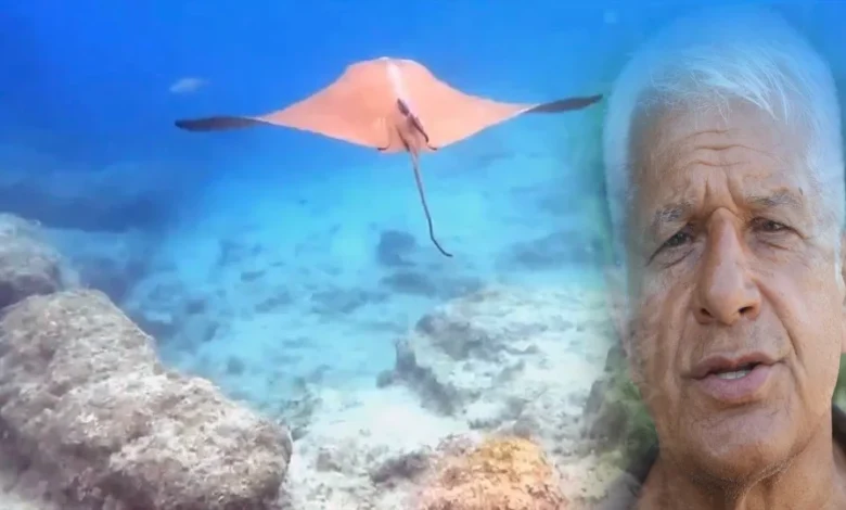 Kemer açıklarında görülen vatoz bilim dünyasında yankı uyandırdı