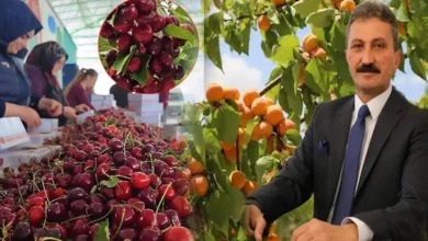 Kiraz-vişne ihracatından 40,6 milyon dolar gelir