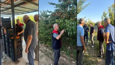 Yalvaç’ta kayısı hasadı yüz güldürüyor