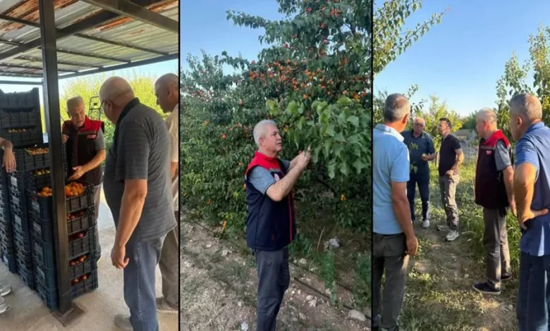 Yalvaç’ta kayısı hasadı yüz güldürüyor