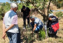 Balıkesir’de tarla faresine karşı uyarı