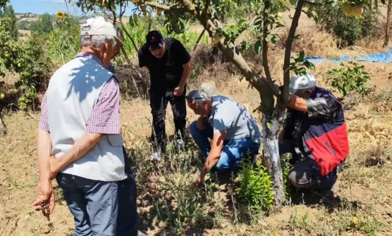 Balıkesir’de tarla faresine karşı uyarı