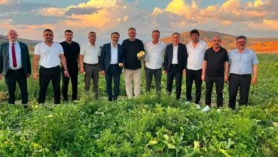 Delice kara kavunu bilimle geleceğe taşınıyor