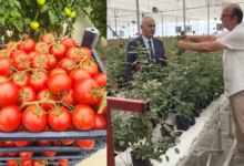 Isparta’da tarımda yeni dönem: Gül serasından topraksız domatese, tam otomasyonlu üretim