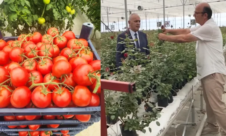Isparta’da tarımda yeni dönem: Gül serasından topraksız domatese, tam otomasyonlu üretim