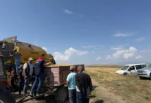 Kars'ta Ata tohumu kavılca'da hasat bereketi
