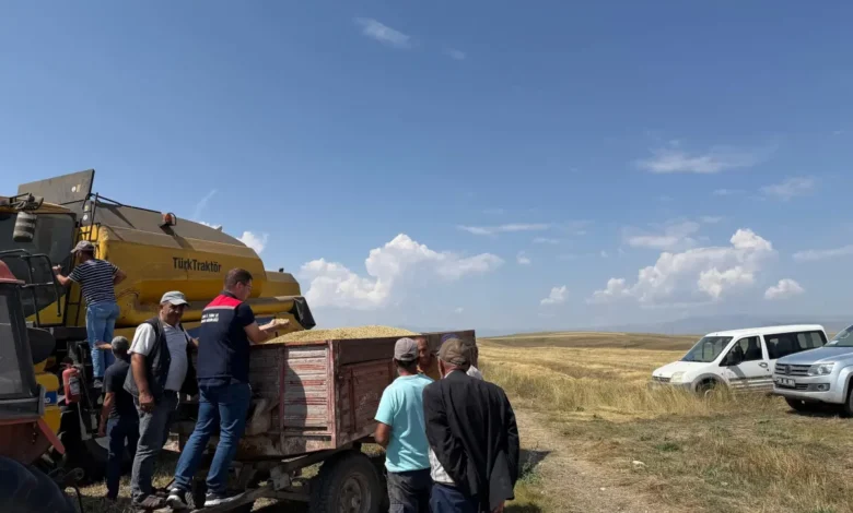 Kars'ta Ata tohumu kavılca'da hasat bereketi