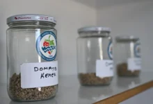 Ata Tohum projesi, katlanarak yürüyor