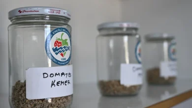 Ata Tohum projesi, katlanarak yürüyor