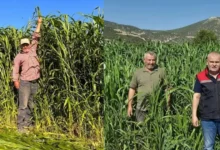 Isparta’da sorgum-sudan otu hasadı başladı