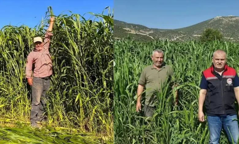 Isparta’da sorgum-sudan otu hasadı başladı