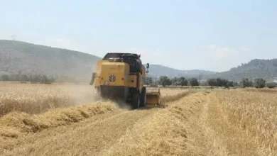 Tarımsal desteklerde artış: Üreticilere yeni destek düzenlemesi