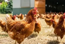 Kümes hayvancılığında temmuz verileri açıklandı