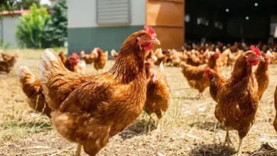 Kümes hayvancılığında temmuz verileri açıklandı