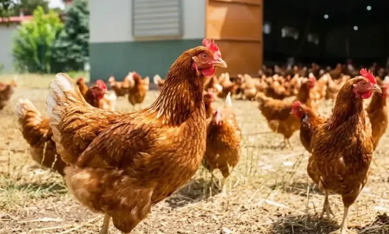 Kümes hayvancılığında temmuz verileri açıklandı