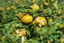 Hasat öncesi dolu ve fırtına mandalina üreticisini vurdu