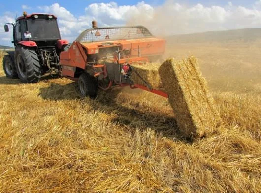 Hasat sonrası buğday sapları ekonomiye kazandırılıyor