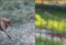Edirne'de gümrükte akılalmaz manzara
