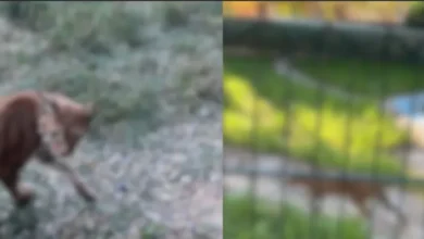 Edirne'de gümrükte akılalmaz manzara