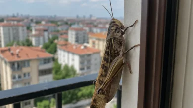 İstanbul'da dev çekirgeler görüntülendi