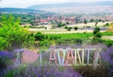 Kuyucak'ta lavanta sezonu başladı: Mor tarlalar ziyaretçilerini ağırlıyor