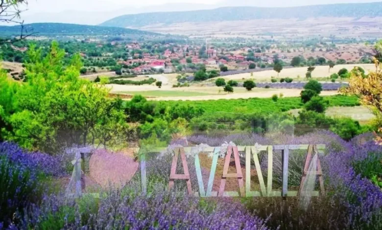Kuyucak'ta lavanta sezonu başladı: Mor tarlalar ziyaretçilerini ağırlıyor