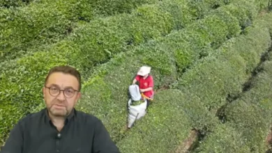 Rize Ticaret Borsası Başkanı Erdoğan'dan ikinci sürgün çay sezonu uyarısı
