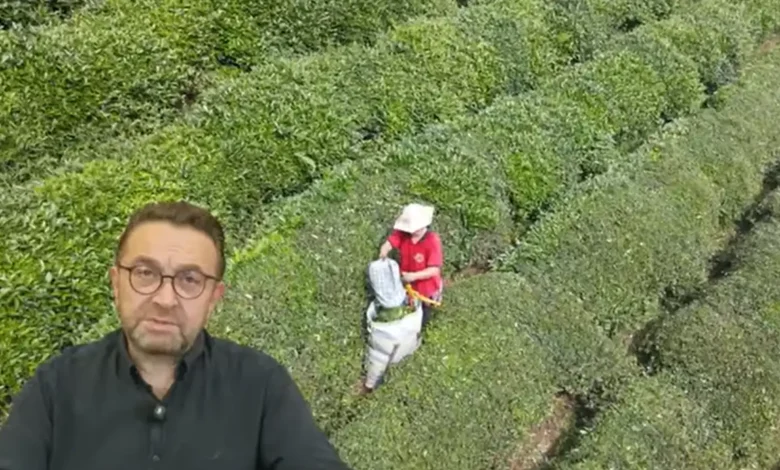 Rize Ticaret Borsası Başkanı Erdoğan'dan ikinci sürgün çay sezonu uyarısı