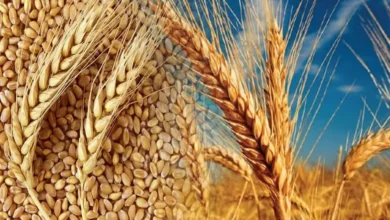 Türkiye tarımda rekor kırdı: 2025'te 83,2 milyar dolarlık hasıla