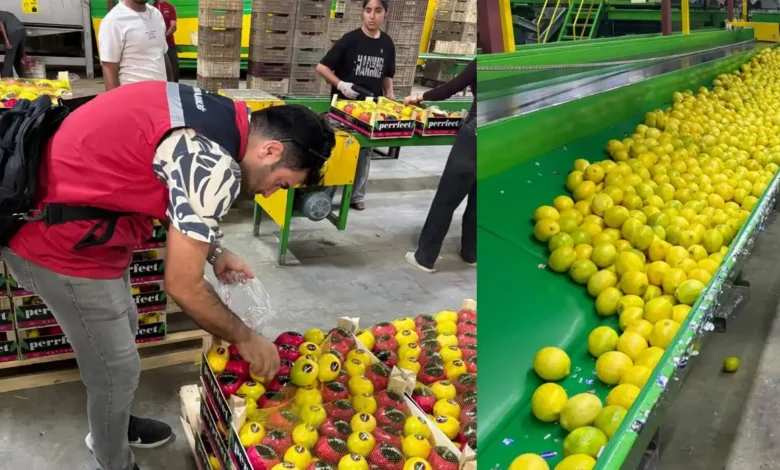 Hatay’da ihracatlık limonlara pestisit denetimi